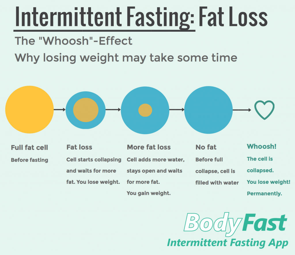 Intermittent fasting and fat loss - BodyFast info graphic
